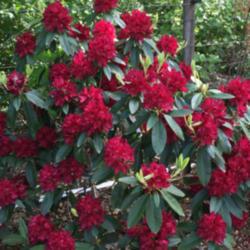 
Photo courtesy of Rhododendrons Direct. Used with permission.