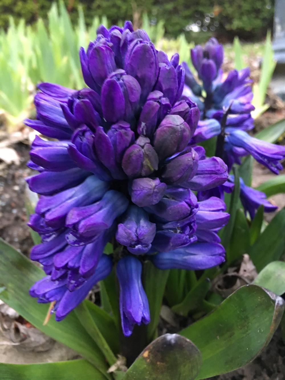 Photo of Hyacinths (Hyacinthus) uploaded by Lucichar