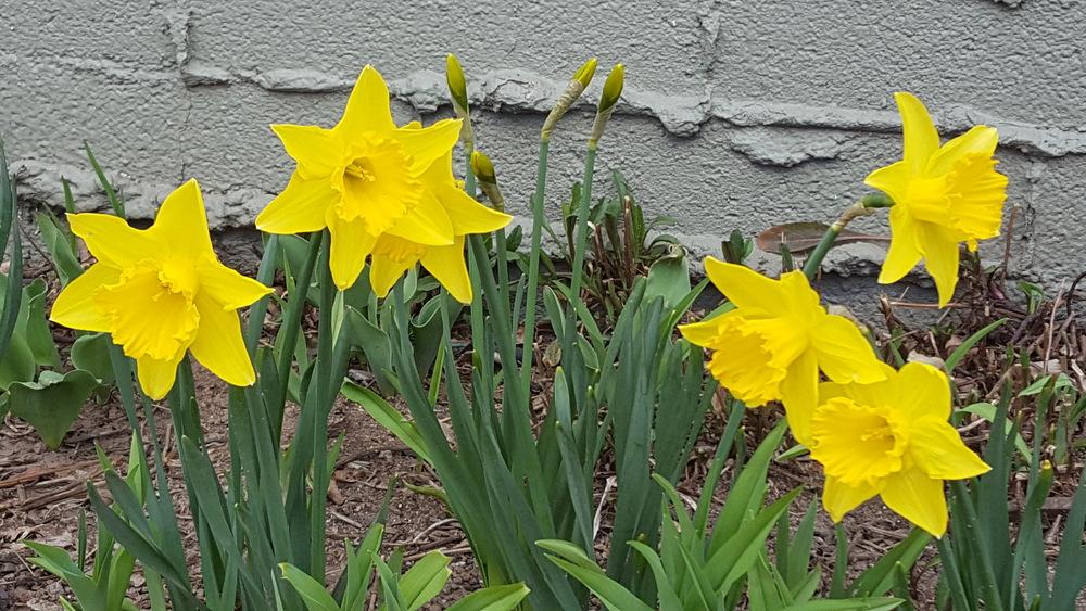 Photo of Daffodils (Narcissus) uploaded by acaps5