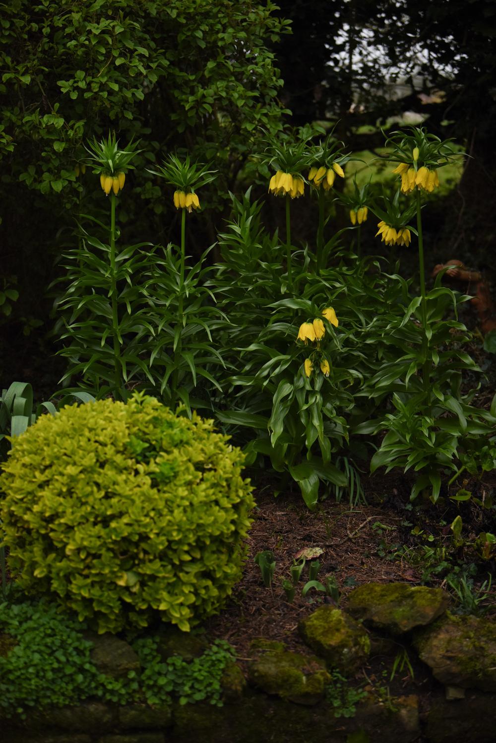 Photo of Crown Imperial Fritillary (Fritillaria imperialis 'Maxima Lutea') uploaded by cliftoncat
