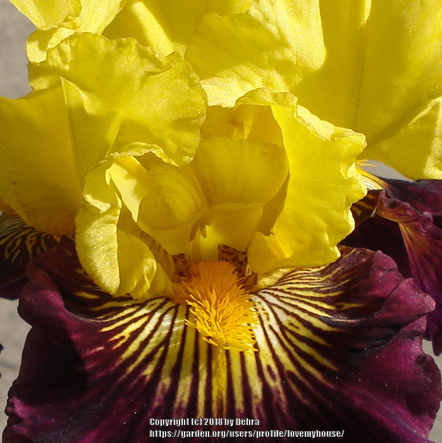 Photo of Tall Bearded Iris (Iris 'Pirate Ahoy') uploaded by lovemyhouse