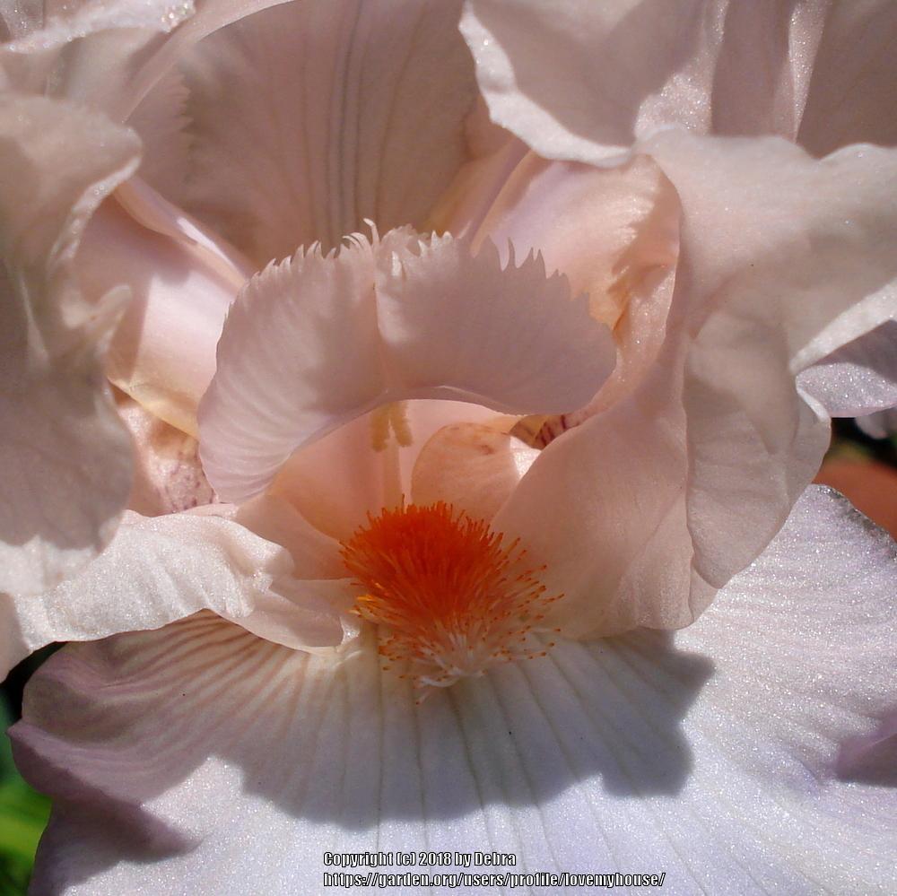 Photo of Tall Bearded Iris (Iris 'Celebration Song') uploaded by lovemyhouse