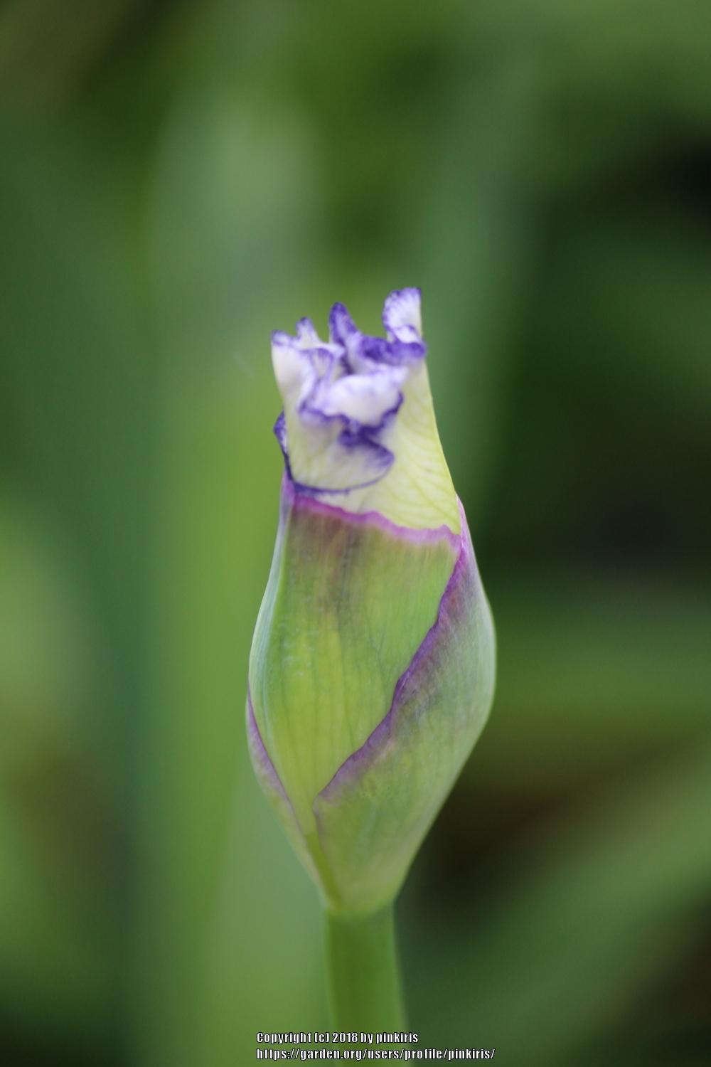 Photo of Tall Bearded Iris (Iris 'Classic Look') uploaded by pinkiris