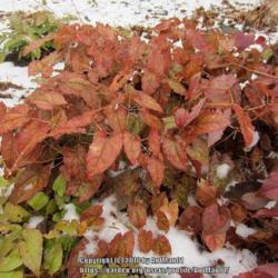 Location: Massachusetts garden
Date: December 2, 2012
Evergreen foliage turns deep orange mahogany color in fall and th