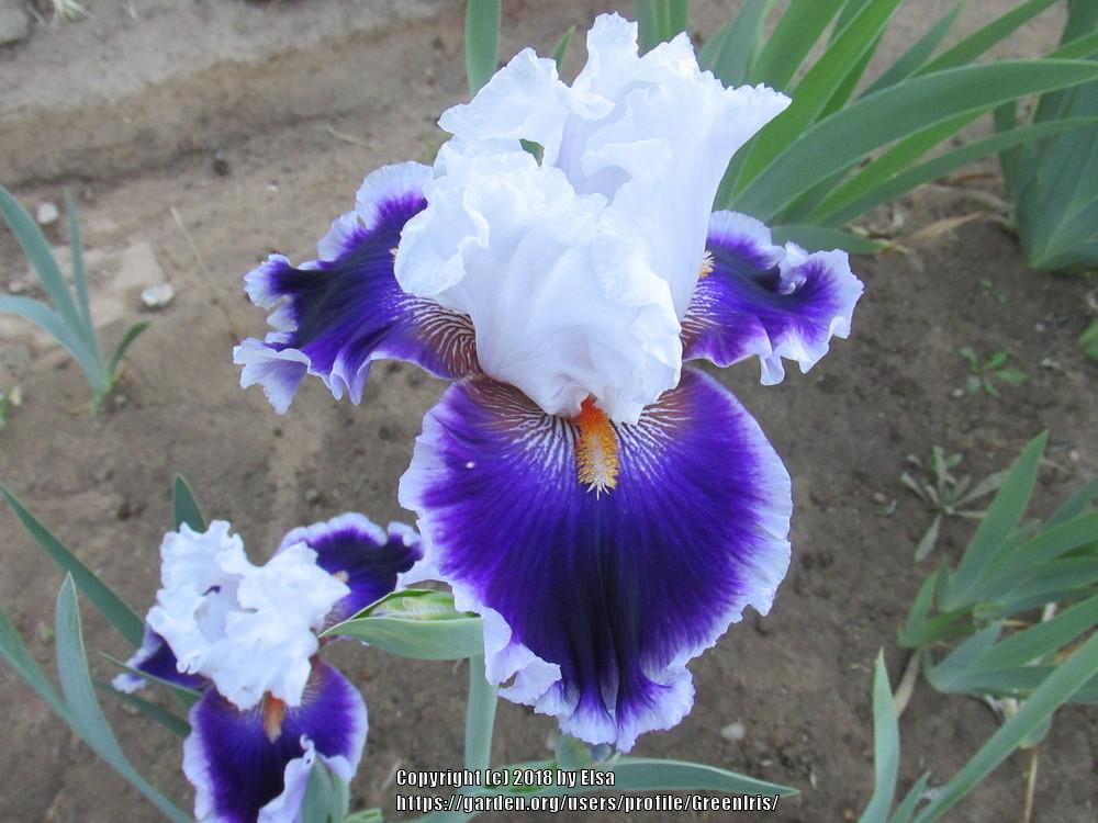 Photo of Tall Bearded Iris (Iris 'Bravery') uploaded by GreenIris