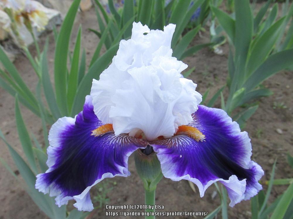 Photo of Tall Bearded Iris (Iris 'Bravery') uploaded by GreenIris