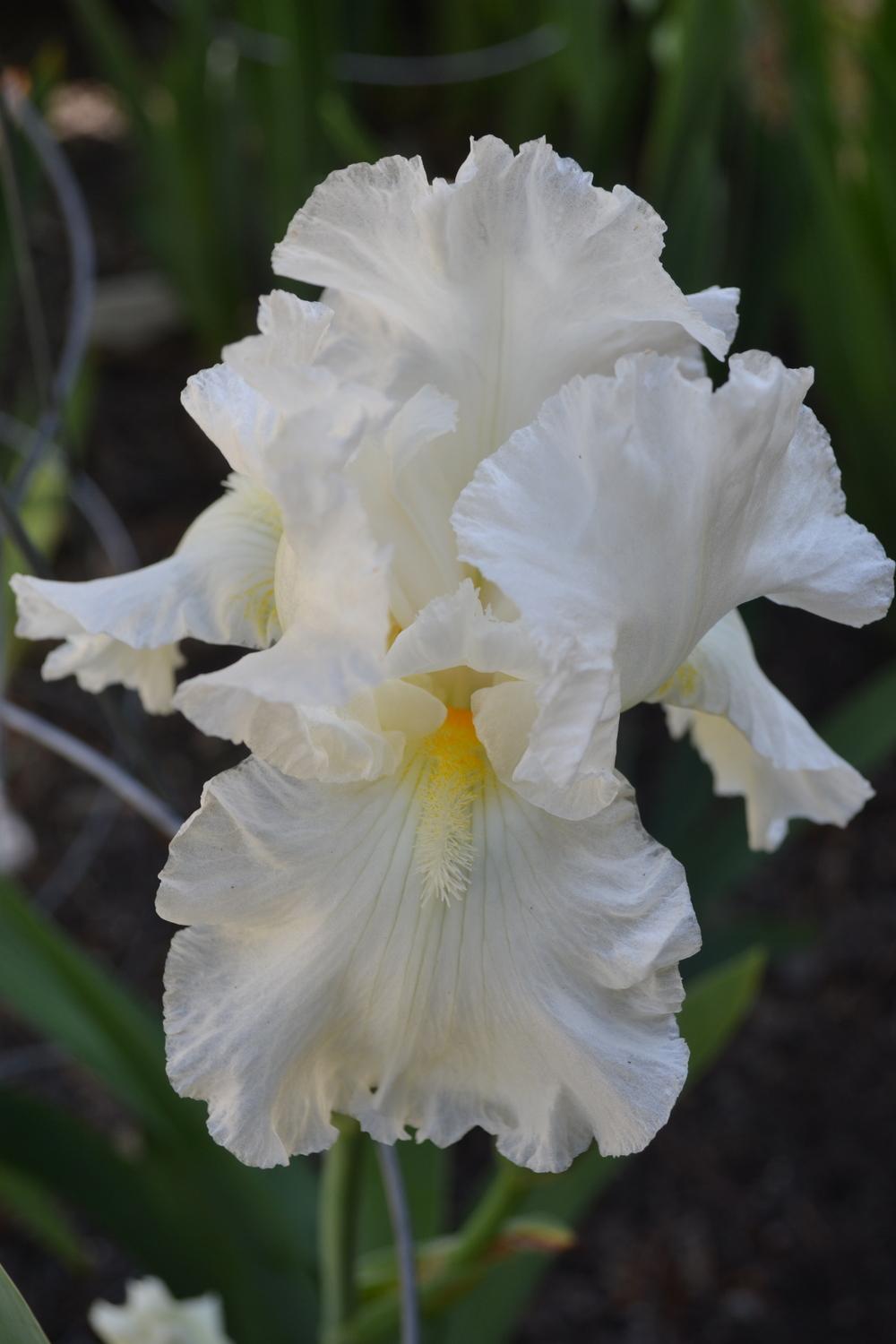 Photo of Tall Bearded Iris (Iris 'Frequent Flyer') uploaded by aikenforflowers