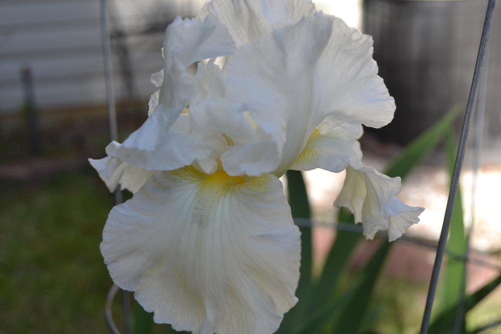 Photo of Tall Bearded Iris (Iris 'Frequent Flyer') uploaded by aikenforflowers