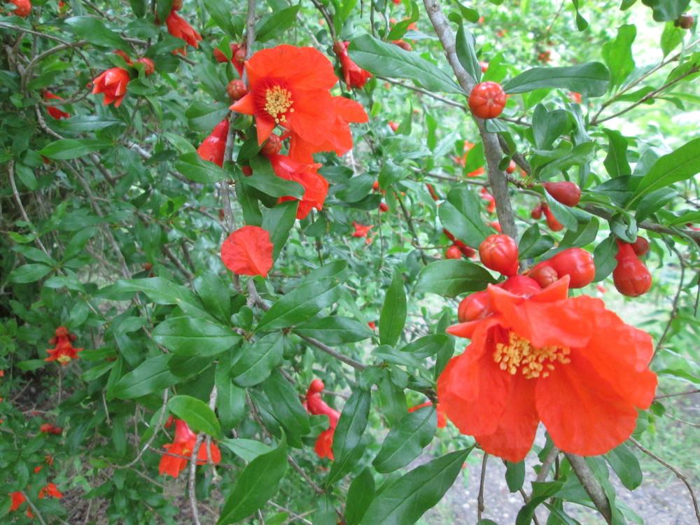 Photo of Pomegranate (Punica granatum 'Wonderful') uploaded by christinereid54