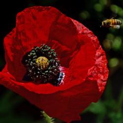 Location: Botanical Gardens of the State of Georgia...Athens, Ga
Date: 2018-04-18
Red Poppy And A Bee 020