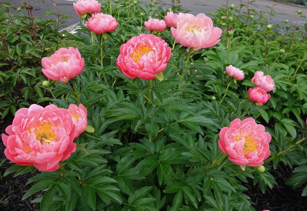 Photo of Garden Peony (Paeonia 'Coral Charm') uploaded by mantisOH
