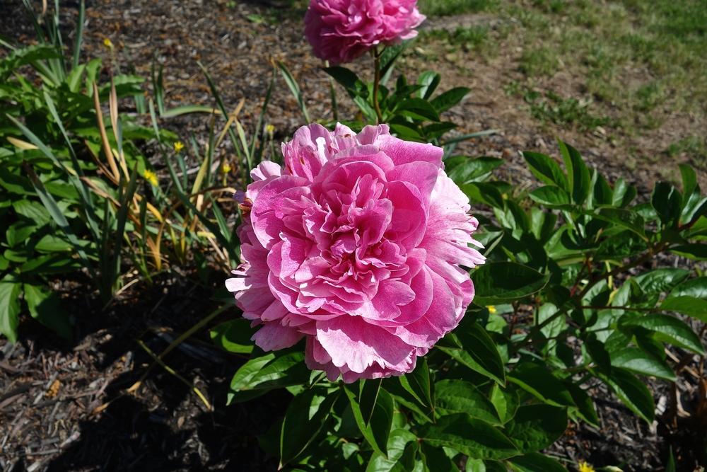 Photo of Chinese Peony (Paeonia lactiflora 'The Fawn') uploaded by mantisOH