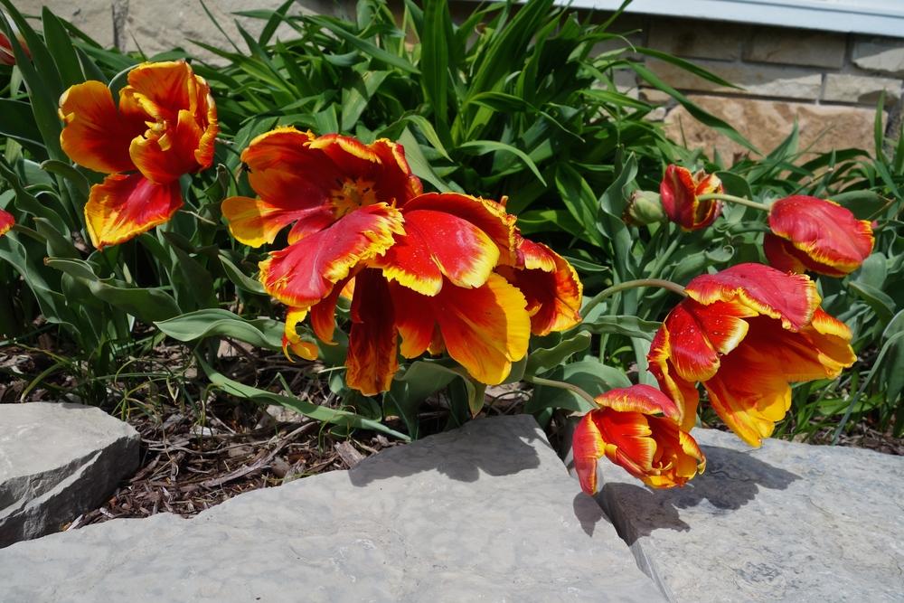 Photo of Parrot Tulip (Tulipa 'Bright Parrot') uploaded by mantisOH