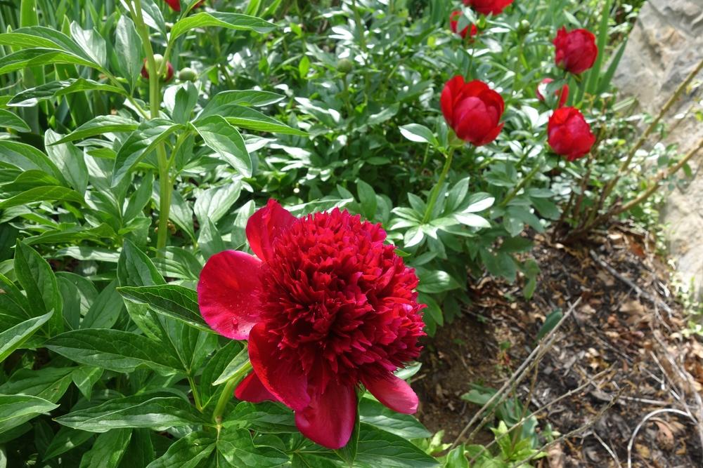 Photo of Peony (Paeonia 'Red Charm') uploaded by mantisOH