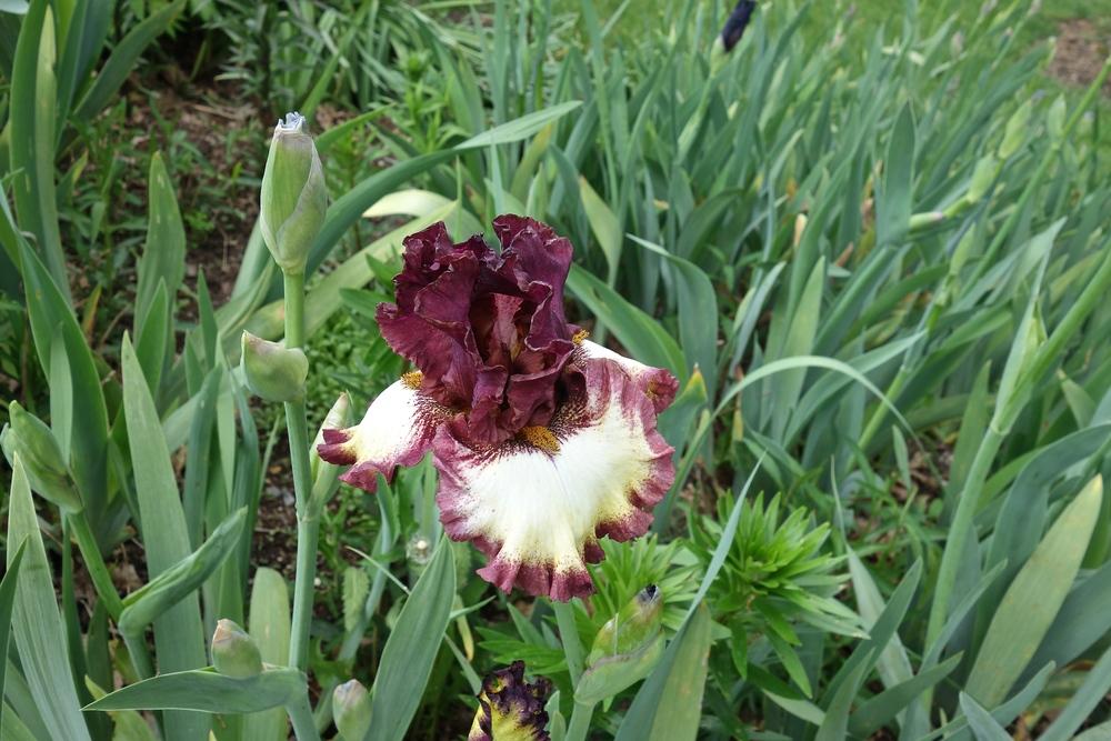 Photo of Tall Bearded Iris (Iris 'Class Ring') uploaded by mantisOH