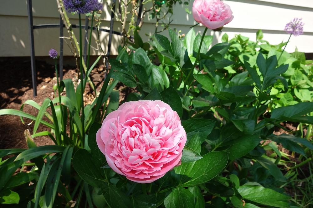 Photo of Garden Peony (Paeonia 'Etched Salmon') uploaded by mantisOH