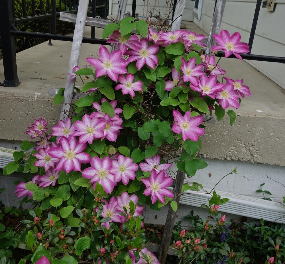 Photo of Clematis 'Pink Champagne' uploaded by mantisOH