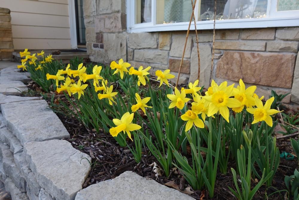 Photo of Cyclamineus Daffodil (Narcissus 'Tweety Bird') uploaded by mantisOH