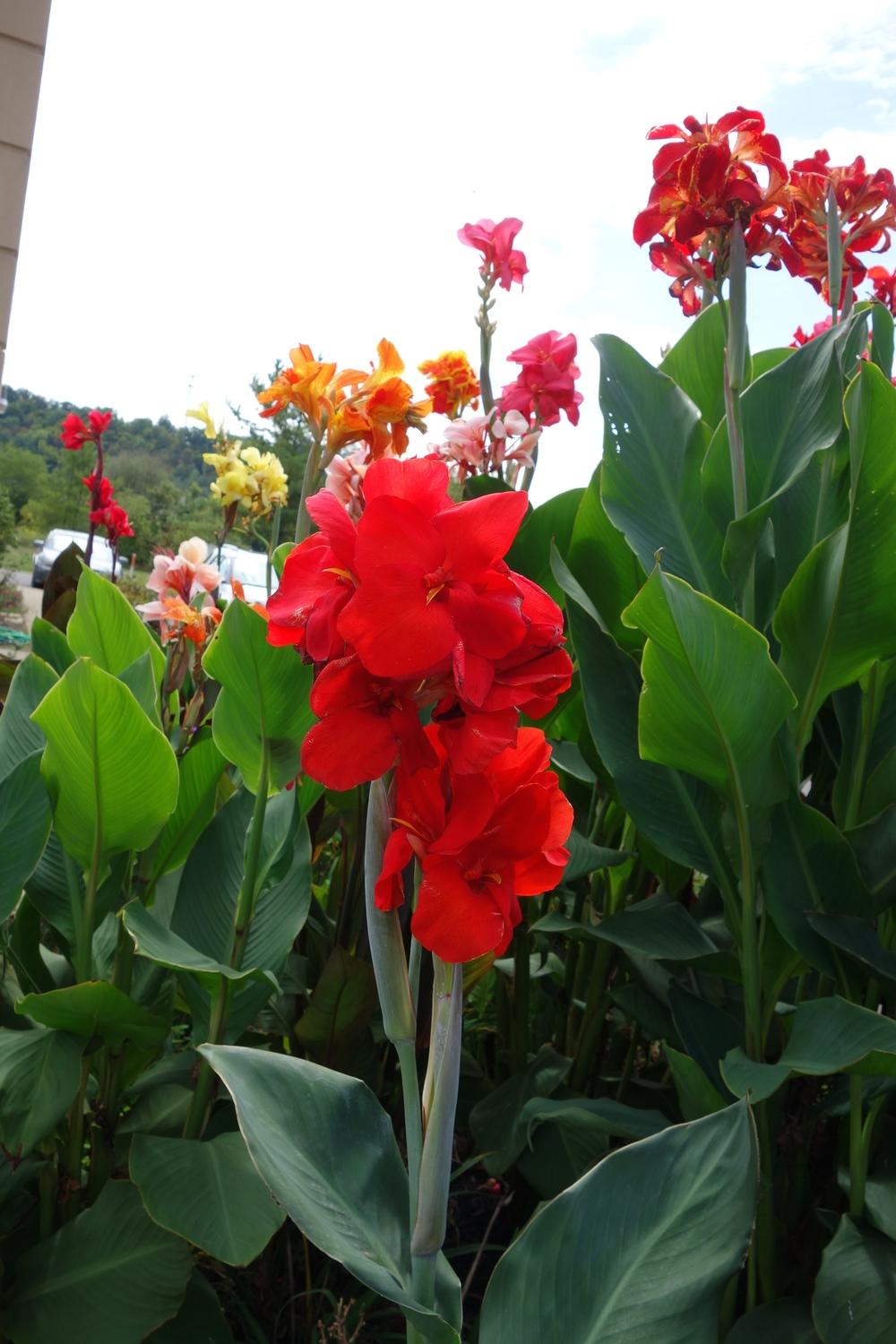 Photo of Canna 'Red President' uploaded by mantisOH