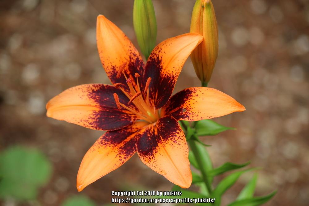 Photo of Lily (Lilium 'Orange Art') uploaded by pinkiris