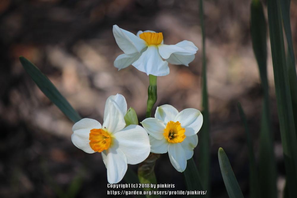 Photo of Daffodils (Narcissus) uploaded by pinkiris