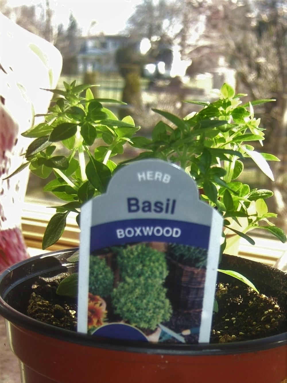 Photo of Boxwood Basil (Ocimum basilicum 'Boxwood') uploaded by pirl
