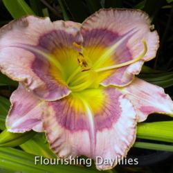 
Date: 2013-05-26
Photo courtesy of Flourishing Daylilies