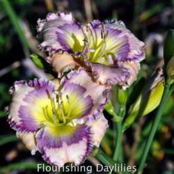 
Date: 2013-08-28
Photo courtesy of Flourishing Daylilies