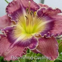 
Date: 2012-04-25
Photo courtesy of Flourishing Daylilies