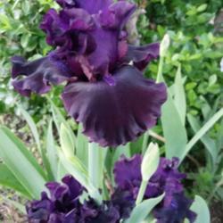 Location: Nocona,Texas zn.7 My gardens
Date: 2018-04-19
It's difficult to capture the depth of this one's color!