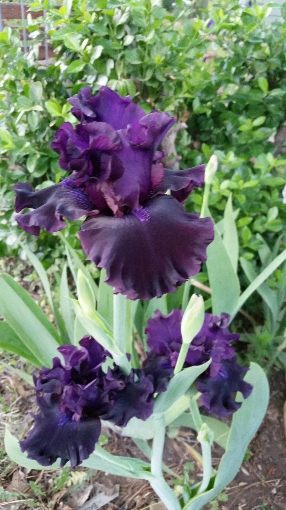 Photo of Tall Bearded Iris (Iris 'Badlands') uploaded by FAIRYROSE