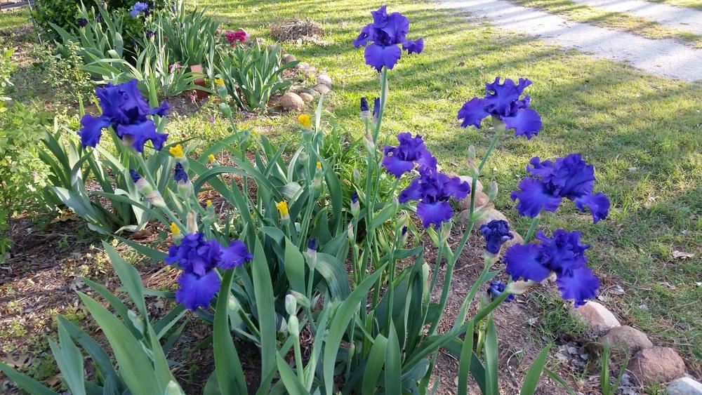 Photo of Tall Bearded Iris (Iris 'Titan's Glory') uploaded by FAIRYROSE