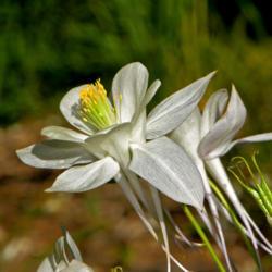 Location: Botanical Gardens of the State of Georgia...Athens, Ga
Date: 2018-04-20
White Columbine 001