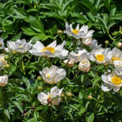 Location: Clinton, Michigan 49236
Date: 2017-06-02
"Paeonia 'Krinkled White', 2017, (3-SL-W) Chinese or lactiflora [