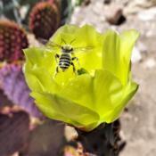 Leafcutter bee approaching a Santa-Rita Prickly Pear cactus flowe