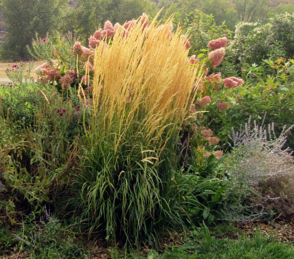 Photo of Feather Reed Grass (Calamagrostis x acutiflora 'Karl Foerster') uploaded by lauribob