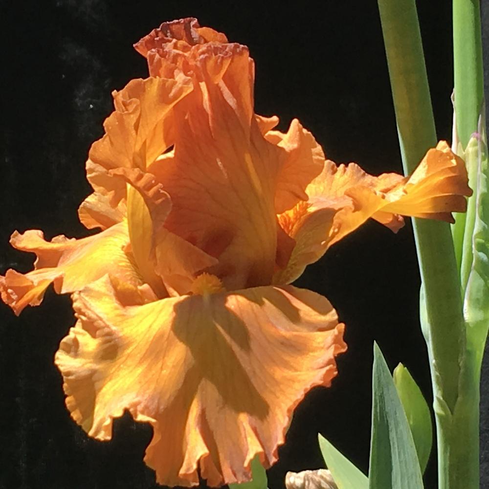 Photo of Tall Bearded Iris (Iris 'Golden Panther') uploaded by lilpod13