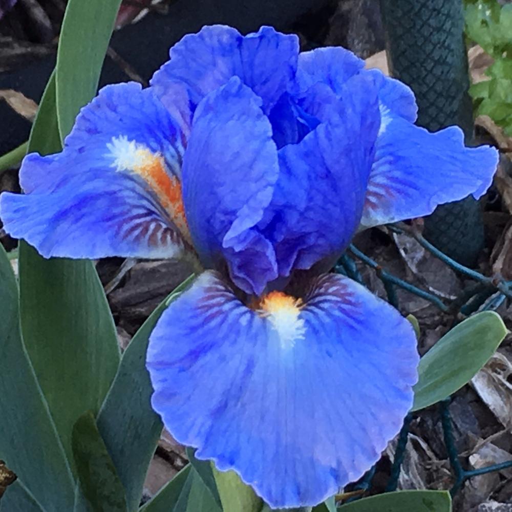 Photo of Standard Dwarf Bearded Iris (Iris 'Fires of Fiji') uploaded by lilpod13