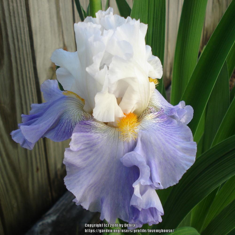 Photo of Tall Bearded Iris (Iris 'Churchill Lane') uploaded by lovemyhouse