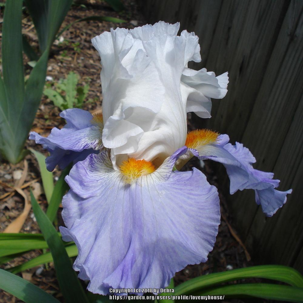 Photo of Tall Bearded Iris (Iris 'Churchill Lane') uploaded by lovemyhouse