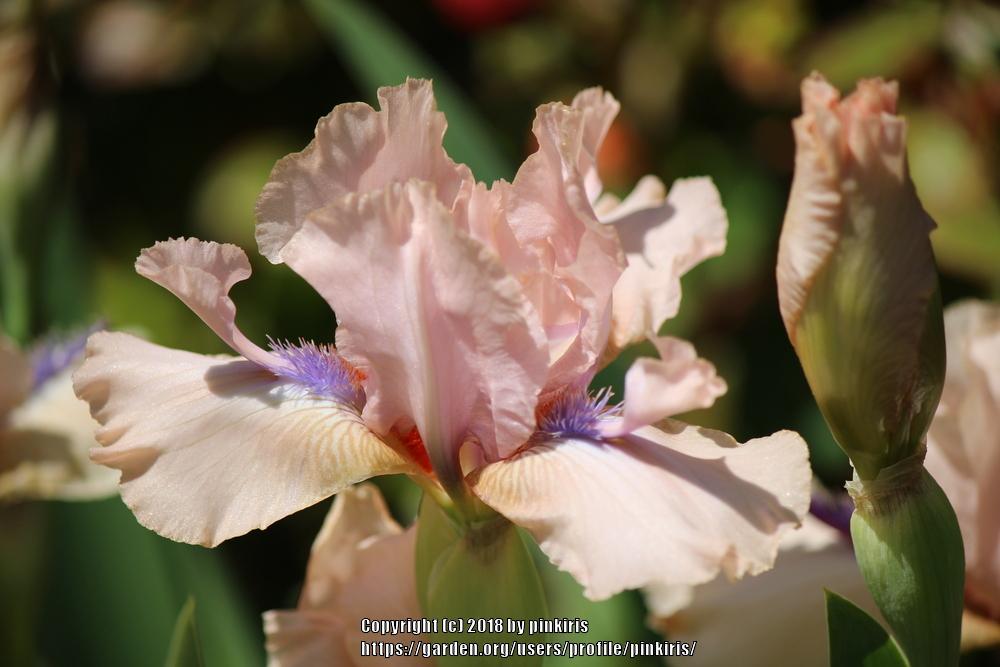 Photo of Intermediate Bearded Iris (Iris 'Concertina') uploaded by pinkiris