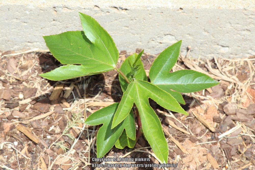 Photo of Maypop (Passiflora incarnata) uploaded by pinkiris
