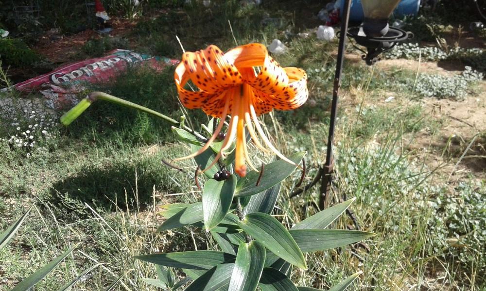 Photo of Tiger Lily (Lilium lancifolium) uploaded by Agoo