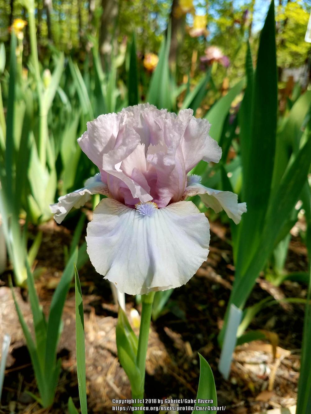 Photo of Intermediate Bearded Iris (Iris 'Londonderry') uploaded by Cuzz4short