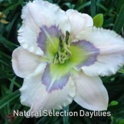 
Date: 2013-07-14
Photo courtesy of Natural Selection Daylilies