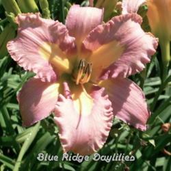 
Date: 2013-06-21
Photo courtesy of Blue Ridge Daylilies