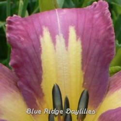 
Date: 2013-06-20
Photo courtesy of Blue Ridge Daylilies