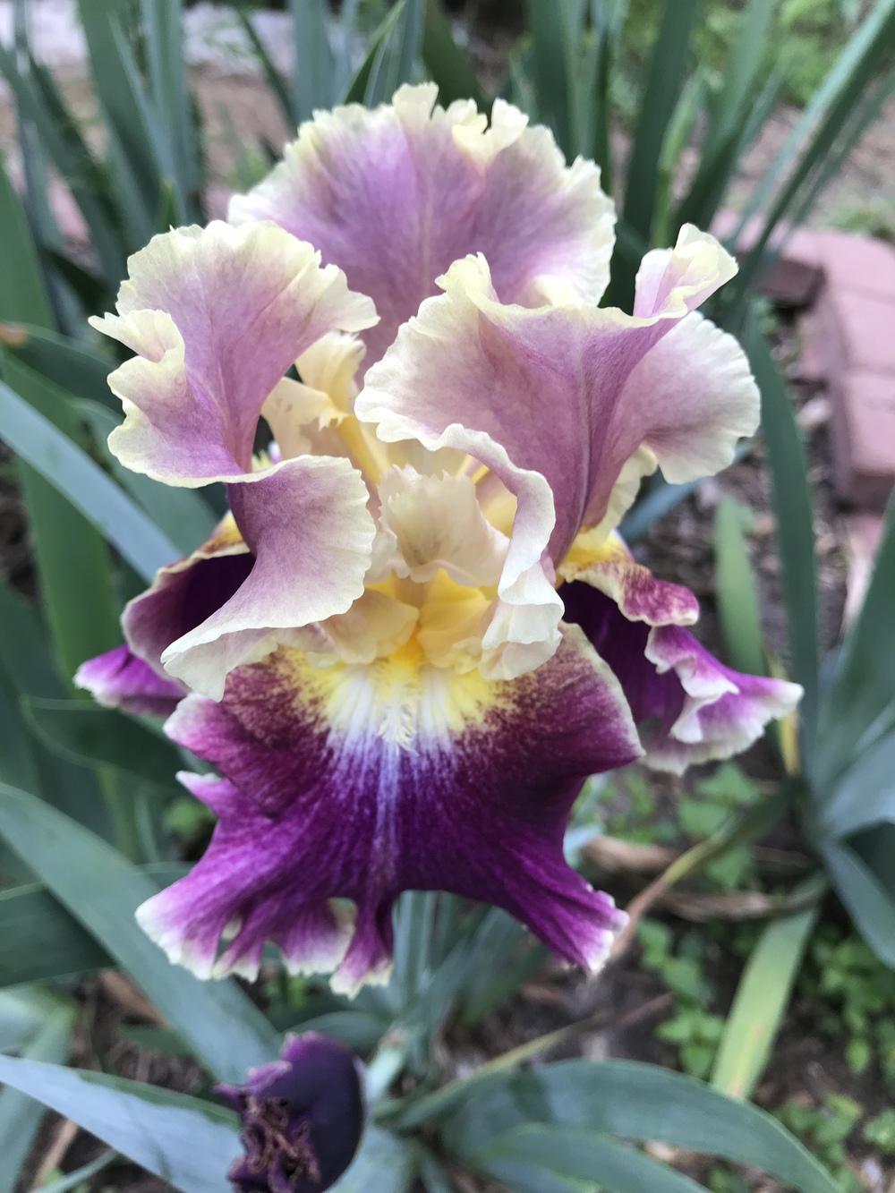 Photo of Tall Bearded Iris (Iris 'Montmartre') uploaded by TexasShellie