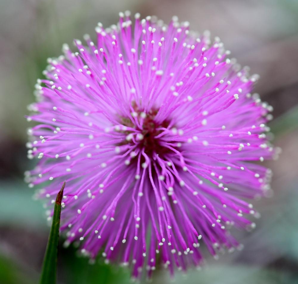 Photo of Sensitive Plant (Mimosa pudica) uploaded by backyardgardening