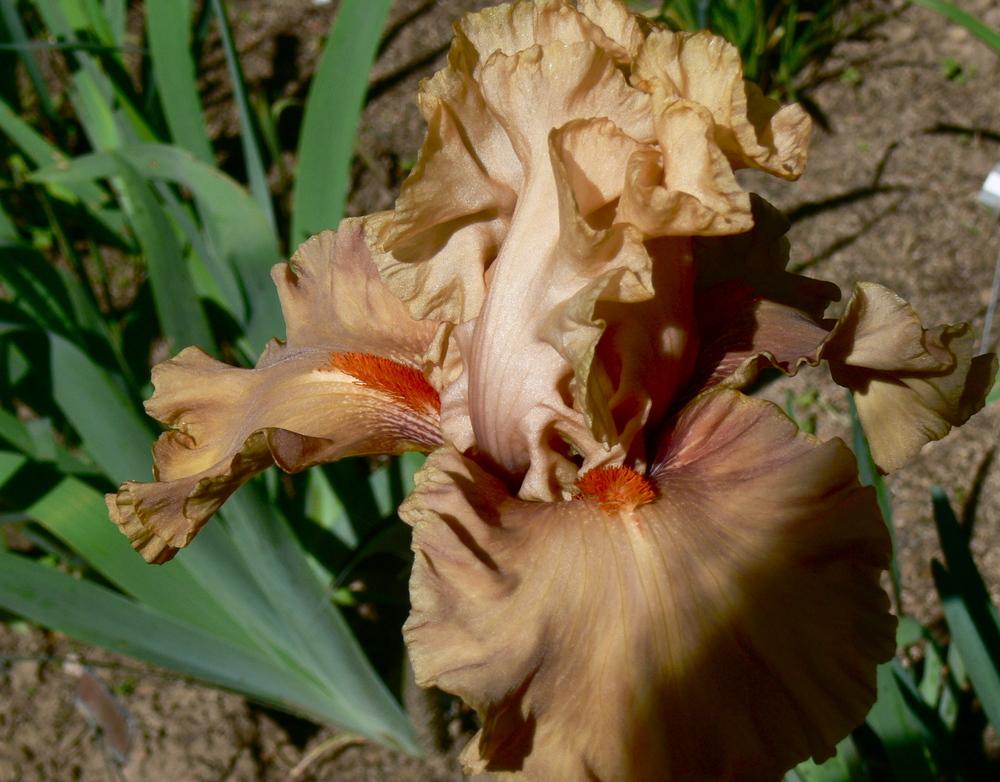 Photo of Tall Bearded Iris (Iris 'Coffee Shop') uploaded by janwax